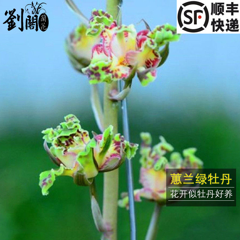 刘阁兰花 蕙兰高档精品 绿牡丹奇花浓香冬带花苞出售好养绿植花卉