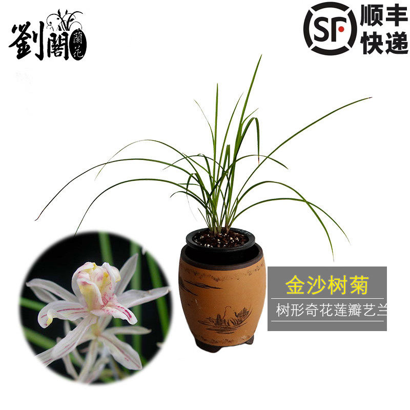 刘阁兰花苗 冬带浓香花苞出售 莲瓣兰金沙树菊好养兰草花卉盆栽