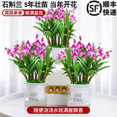 刘阁兰花苗 七彩石斛兰 有带花苞泼墨香水石斛室内外花卉绿植盆栽