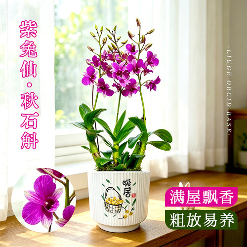 泼墨紫兔仙秋石斛兰带花苞好养