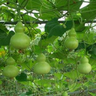 宝葫芦种子阳台盆栽爬藤葫芦籽玩具小亚葫芦庭院户外围栏攀爬植物