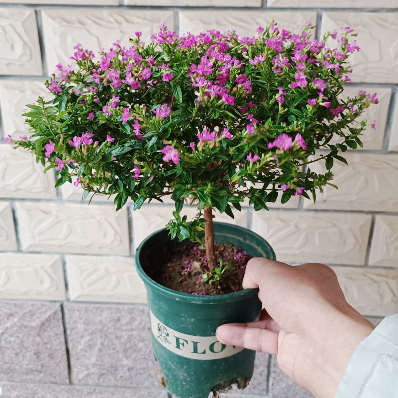独杆满天星盆栽棒棒糖造型盆景四季开花室内阳台花卉庭院常绿好养图片