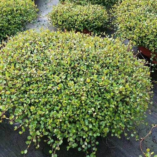 360千叶兰黄金络石花叶络室外大型垂吊植物大吊兰盆栽室外大盆栽
