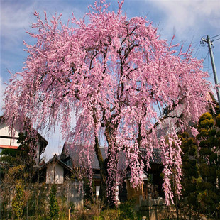 锦生垂枝梅 开运垂枝梅 粉花垂枝梅小苗 垂枝红梅 绿化苗梅花小苗