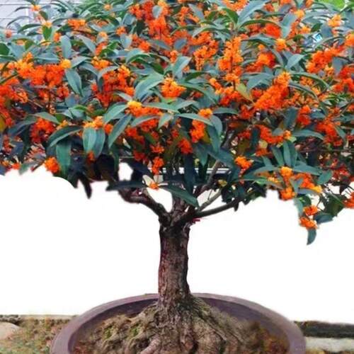 桂花树苗花卉盆栽植物室内外庭院地栽丹金桂好养四季开花八月浓香