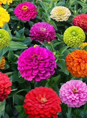 百日草花种子步步高种孑四季播种庭院绿化花卉植物花坛百日菊花籽