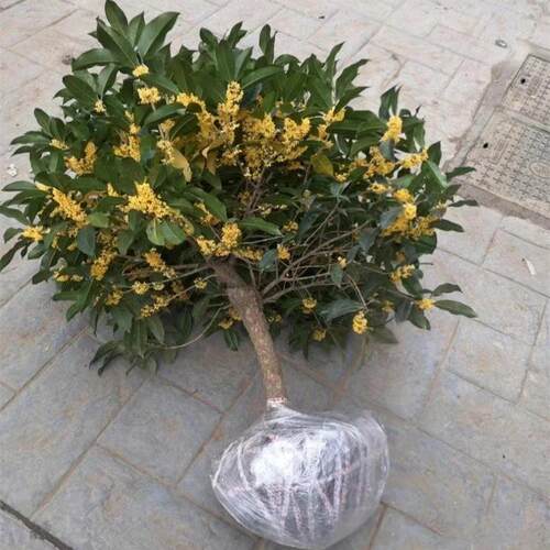 嫁接四季桂花树苗盆栽地栽室内别墅庭院金桂丹桂浓香型植物风景树