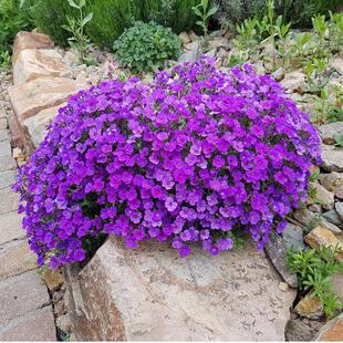 南庭芥种子耐寒花卉多年生矮生花种子四季易活蓝庭芥阳台庭院花籽