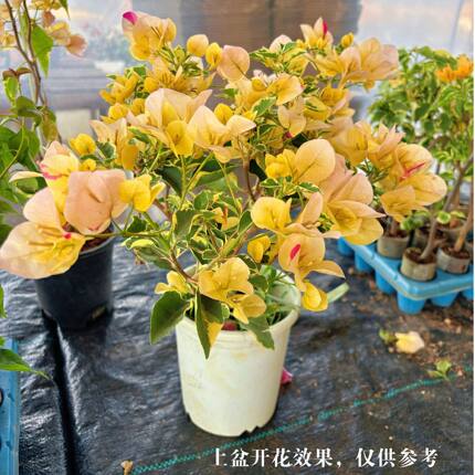 【黄马三色马斯】【包对版】三角梅四季开花爬藤飘枝好