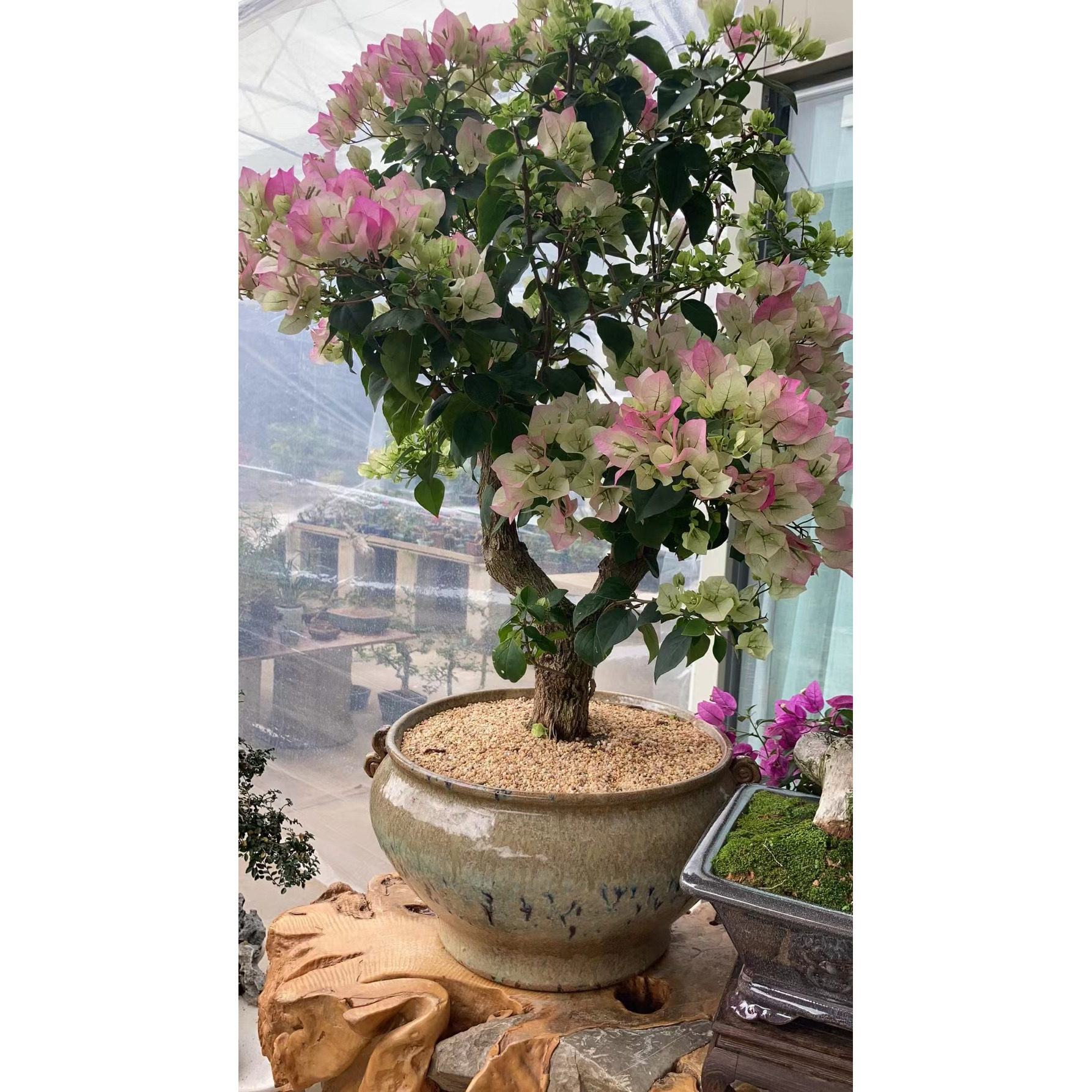 【六组】小灯仔三角梅一物一拍链接勤花爬藤三角梅,鲜花速递/花卉仿真/绿植园艺,造型盆景,淘宝优惠券,粉丝福利购,淘宝优惠卷