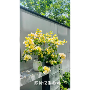 【苏瓦娜】【包对版】三角梅四季开花爬藤飘枝好