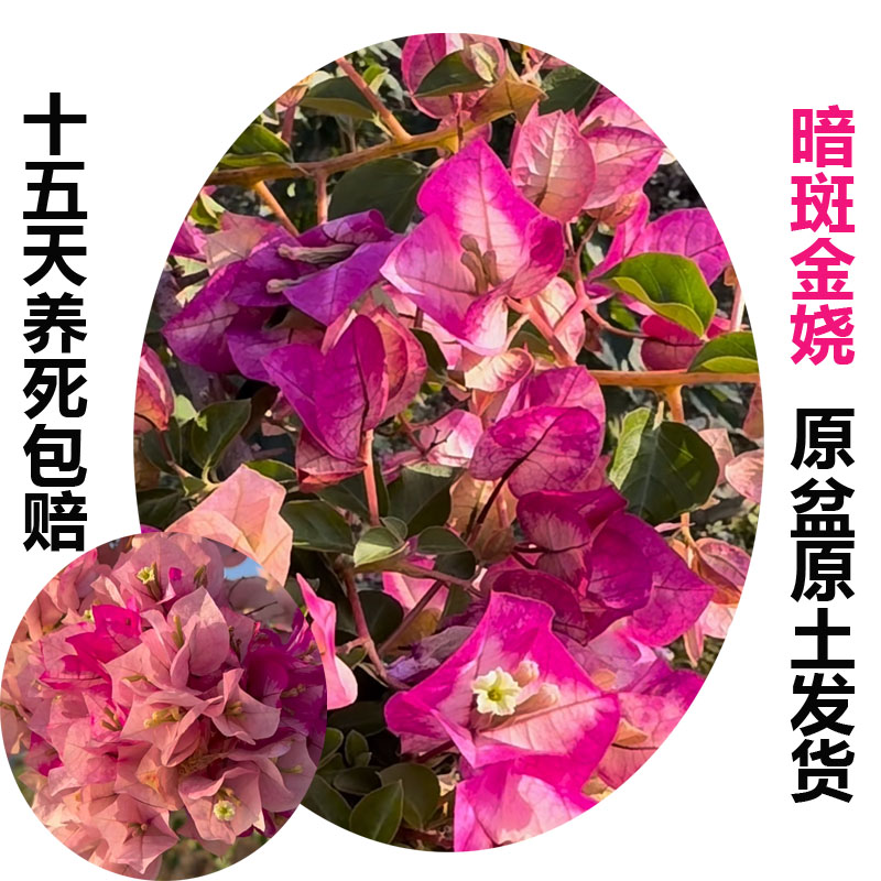 暗斑金绕(三角梅)原生大苗四季开花老桩爬藤植物