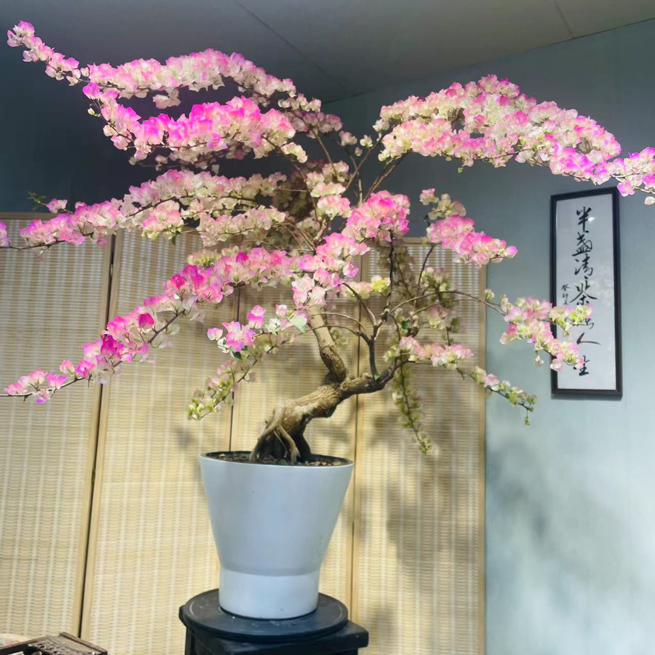 【四组】小灯仔三角梅一物一拍链接勤花爬藤三角梅,鲜花速递/花卉仿真/绿植园艺,造型盆景,淘宝优惠券,粉丝福利购,淘宝优惠卷