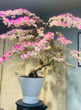 【四组】小灯仔三角梅一物一拍链接勤花爬藤三角梅