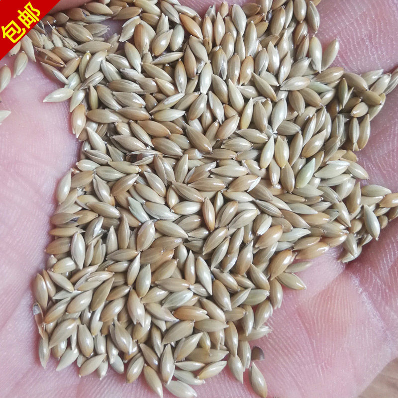 加纳利子白尖鸟食牡丹虎皮文鸟玄风饲料450g混合鸟粮配料