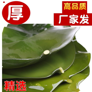 888盐渍海带头盐渍海带片厚海带丝结根火锅麻辣烫卤菜食材商用