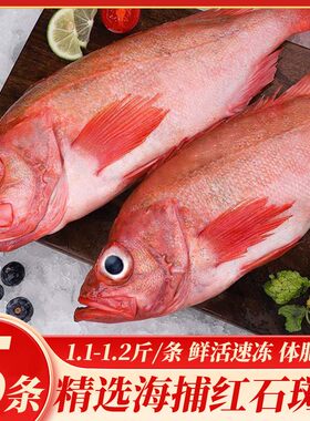 红石斑鱼鲜活冷冻海鱼大鱼新鲜超大条红鱼龙胆富贵鱼海鲜水产包邮