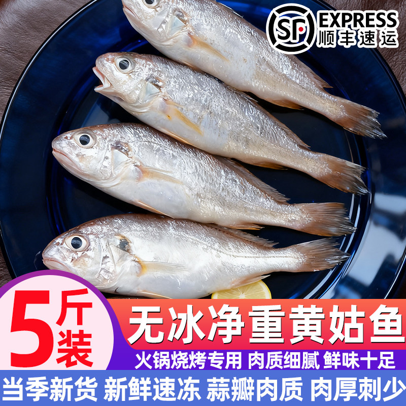 深海新鲜冷冻无冰黄姑鱼批发价