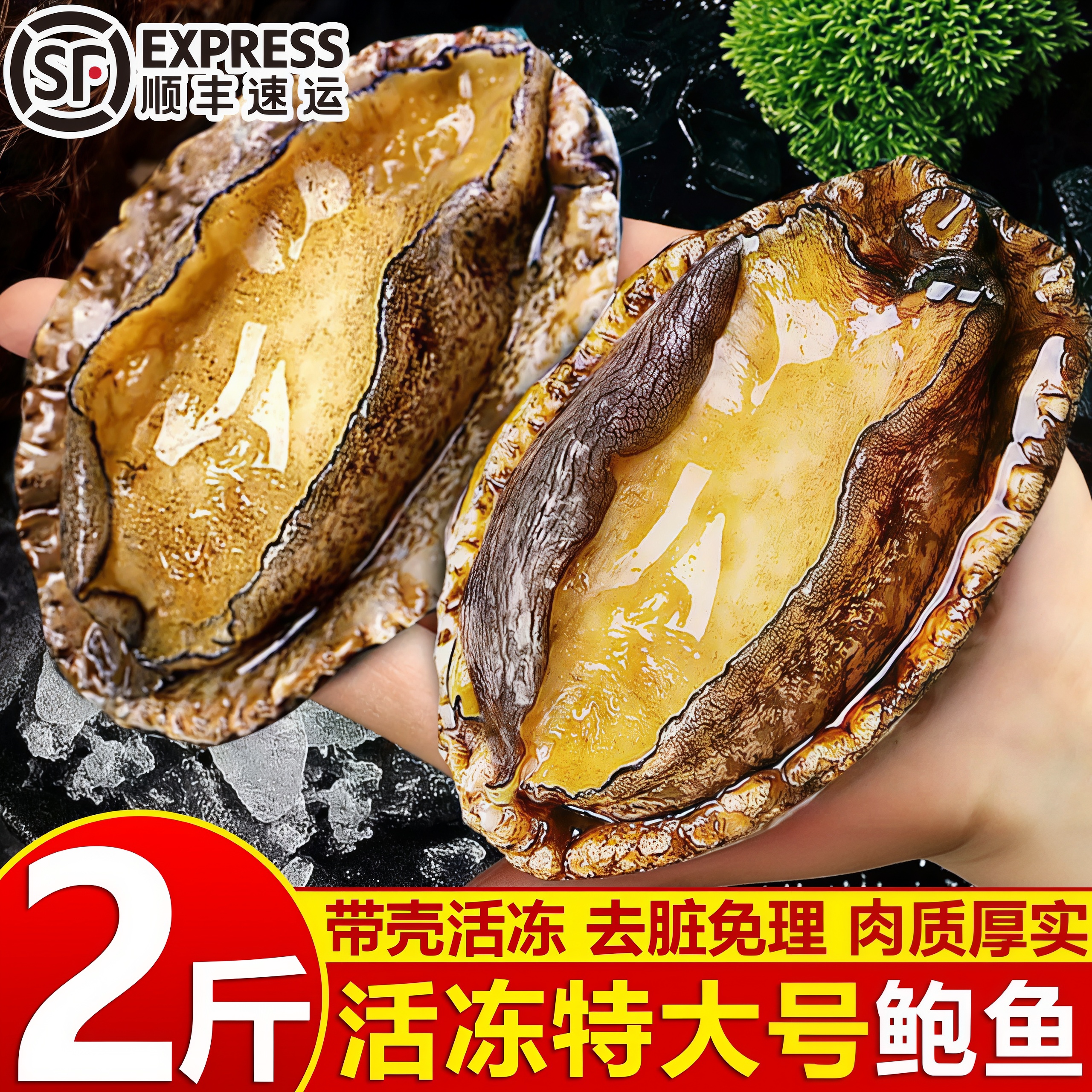 鲜活海捕超大鲍鱼顺丰