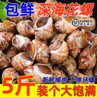 鲜冻花螺新鲜无沙海螺大号海鲜水产鲜活海螺肉冷冻东风螺顺丰包邮