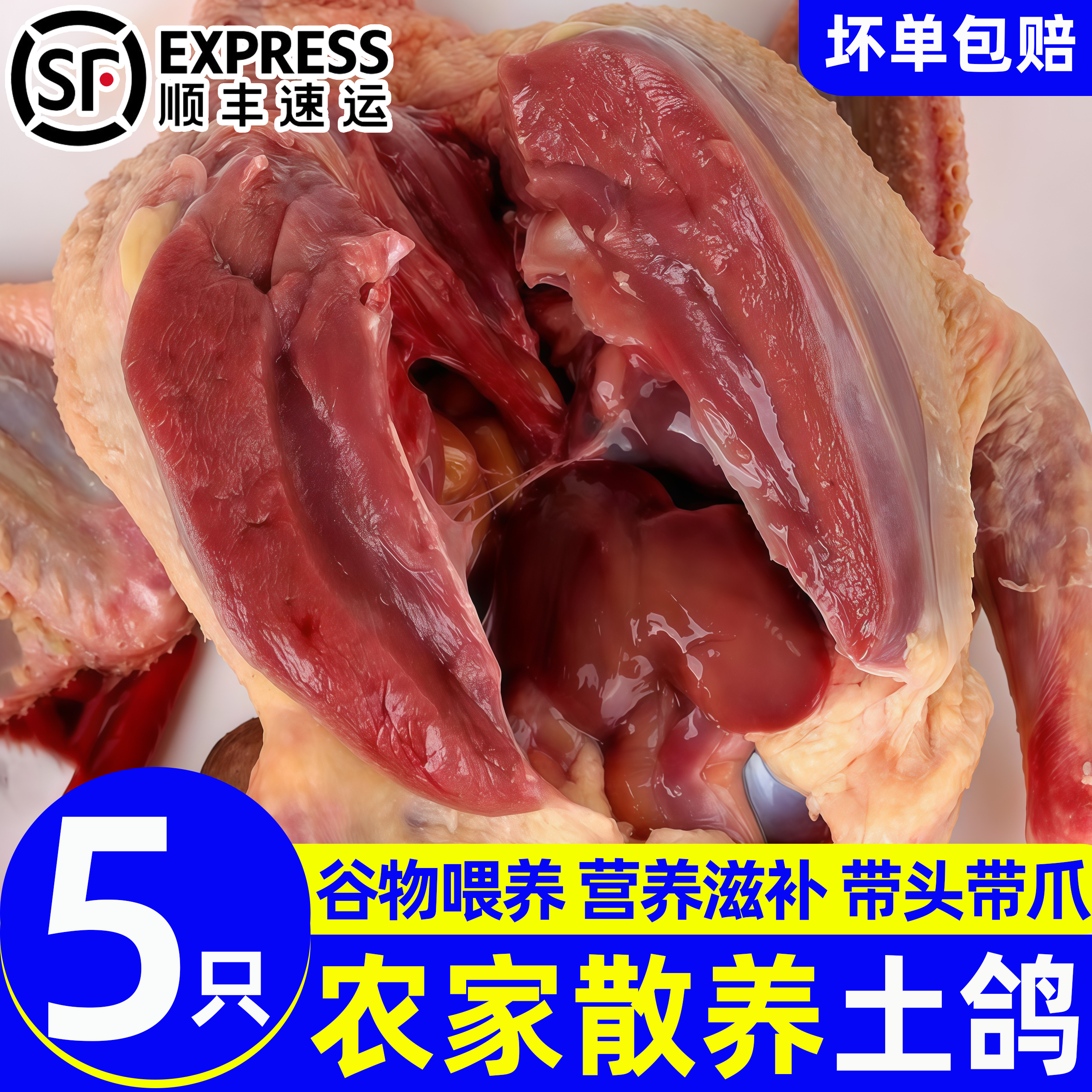 9两-1斤鸽子新鲜现杀生鲜乳鸽子肉农家杂粮散养炖汤滋补送参料包