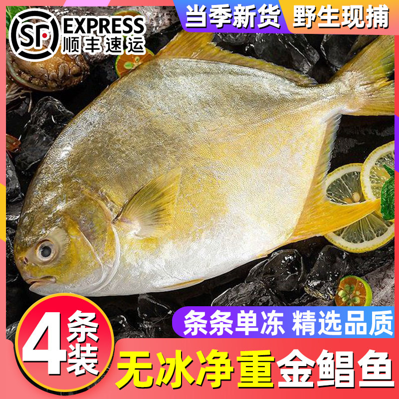 特大金鲳鱼新鲜特大号金鲳鱼商用一箱肉鲳鱼平鱼金鲳鱼海鲜水产