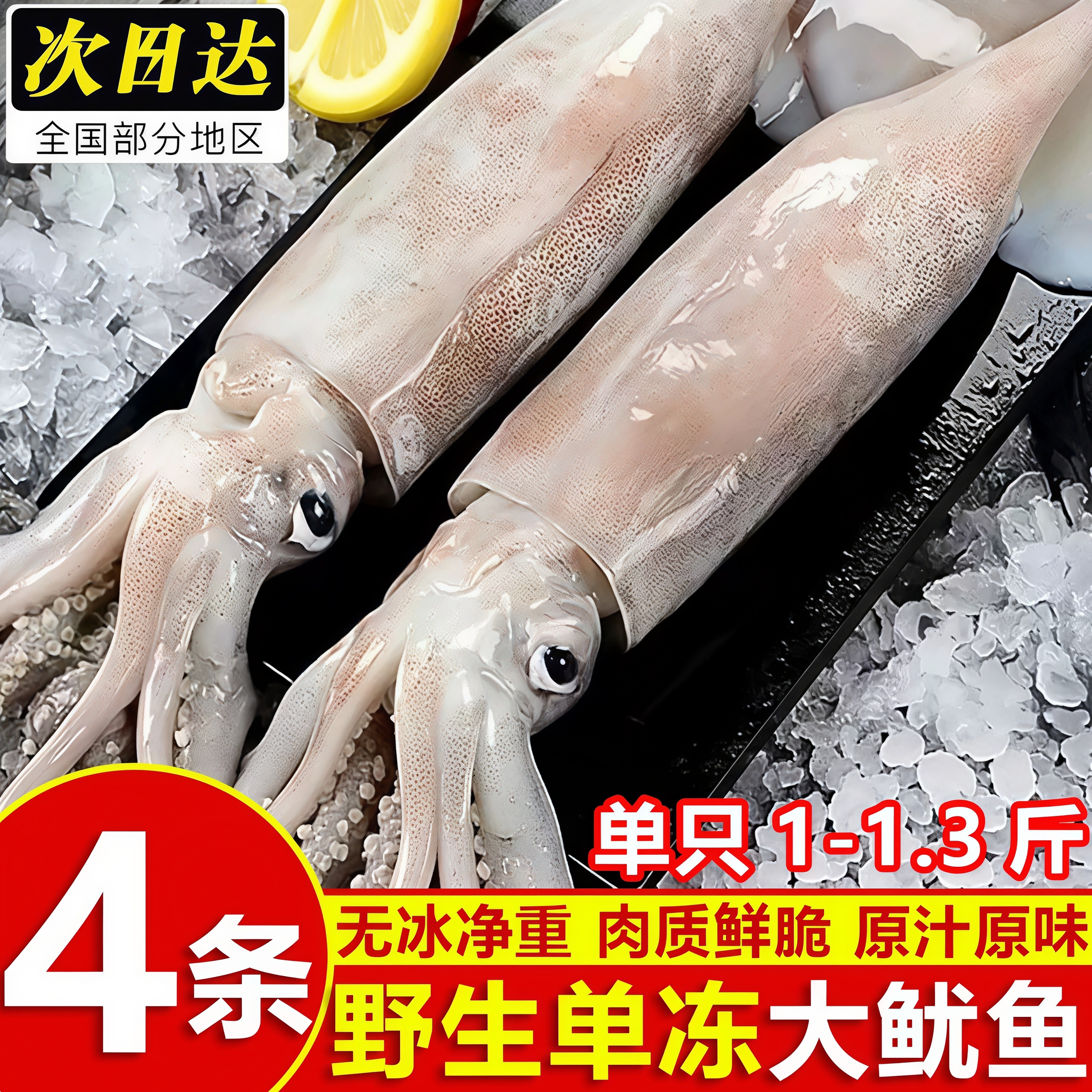鲜冻单冻大白大鱿鱼整箱批发