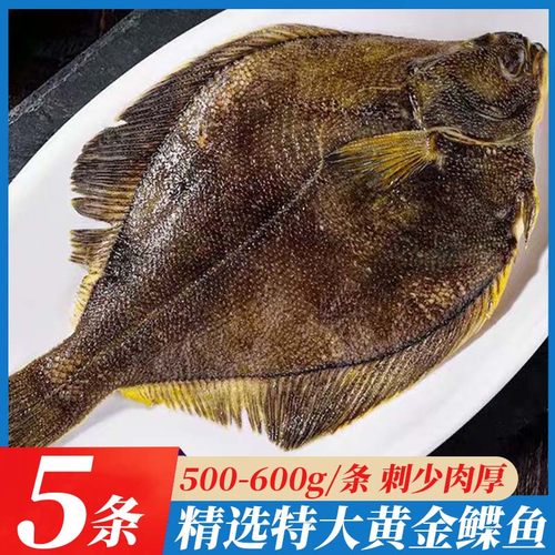 深海现捕鲽鱼海鱼海鲜水产