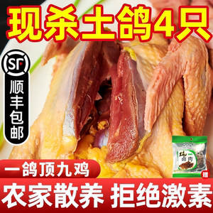 鸽子新鲜现杀活体土鸽子老鸽子乳鸽鲜农家散养煲炖汤生鲜鸽子肉