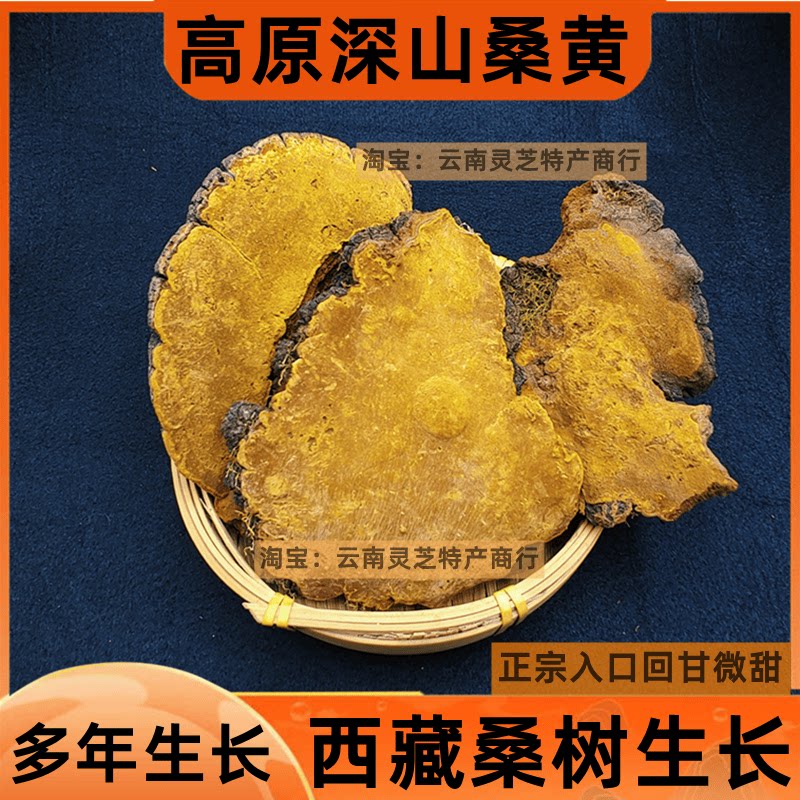 桑黄西藏野外生长灵芝桑树菌正宗散装金边孔菌桑黄灵芝片干货500g