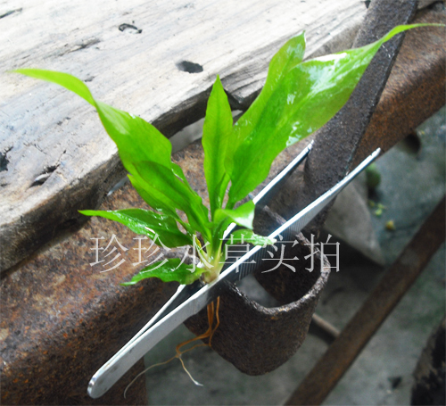 水草皇冠自家生产中叶
