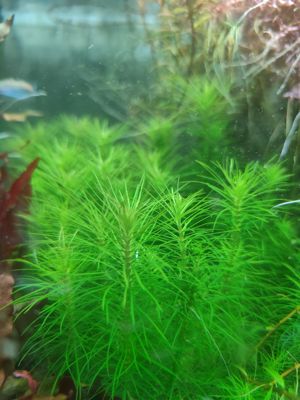 水草火花百叶 百叶 自产水中叶（一枝）珍珍水草