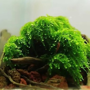 100%自产水中叶 珍珍水草 8X8CM散叶 莫丝 水草垂泪MOSS