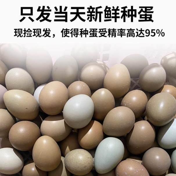 高优质量山鸡蛋七彩山鸡蛋可食用农场直发10枚包邮闪电发货,包装,鸡蛋包装,淘宝优惠券,粉丝福利购,淘宝优惠卷