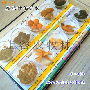 植物种子标本幼儿园科学区教学仪器社区科普展示儿童高端礼品包邮