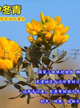 北方常绿种子沙冬青耐旱治沙秋