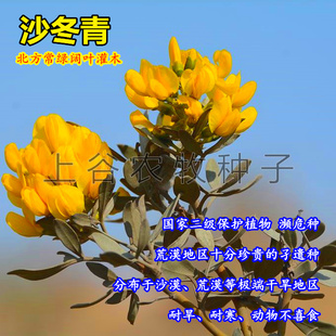 沙冬青种子沙生极耐旱植物沙冬青观赏药用保土 北方常绿树种 包邮