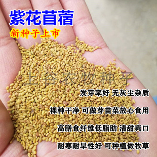出口级紫花苜蓿种子高产优质苜蓿籽芽苗菜食用苜蓿产地直销价包邮