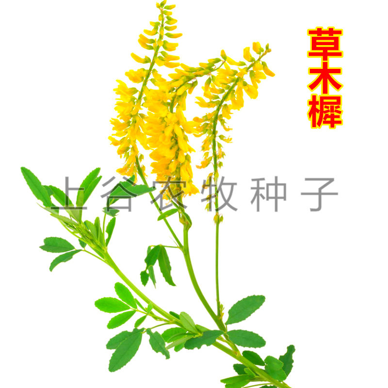 草木樨植被修复绿肥夏秋蜜源包邮