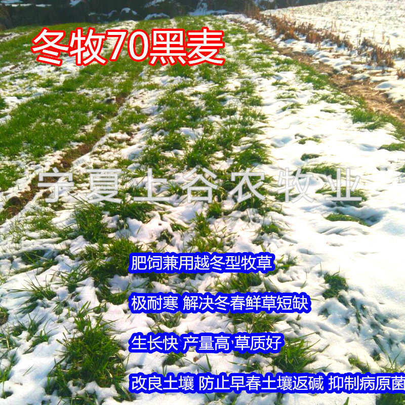 冬牧70黑麦秋播牧草猪牛羊鸡鸭鹅