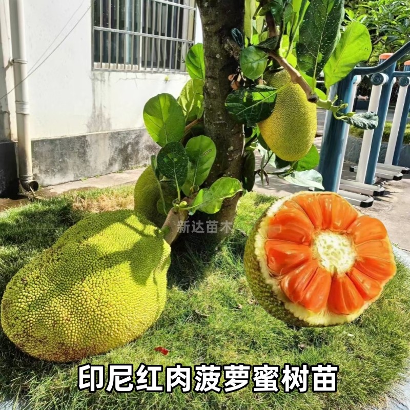四季菠萝蜜树苗嫁接印尼红肉菠萝蜜马来西亚一号泰国12号波罗蜜苗