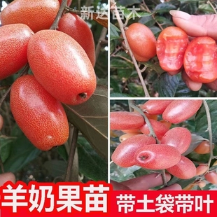 德甜二号羊奶果嫁接苗胡颓子羊巴奶黑瞎子羊奶果树苗盆栽南北种植