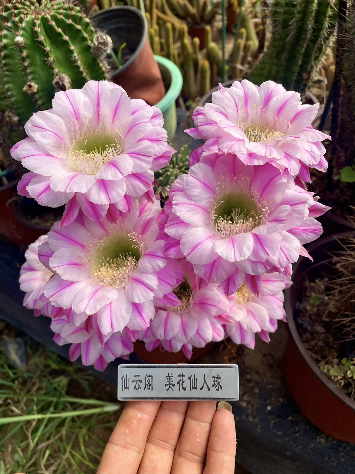 仙人球天鹅湖彩草毛花柱黄金妞丽花仙云阁美花仙人球阳台庭院盆栽