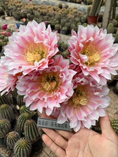 精品毛花柱城堡仙云阁美花仙人球彩草丽花黄金妞阳台庭院盆栽花卉