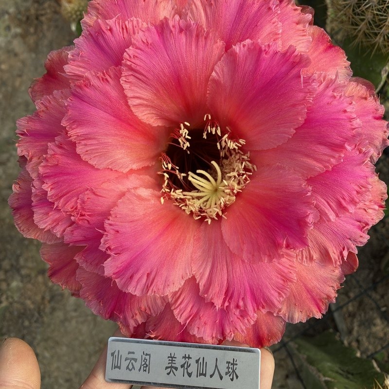 毛花柱 粉红庄园  大花蕾丝品种 仙云阁美花仙人球彩草丽花黄金妞