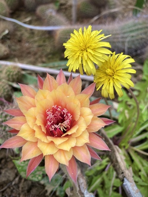 毛花柱极光黄金妞大花重瓣品种