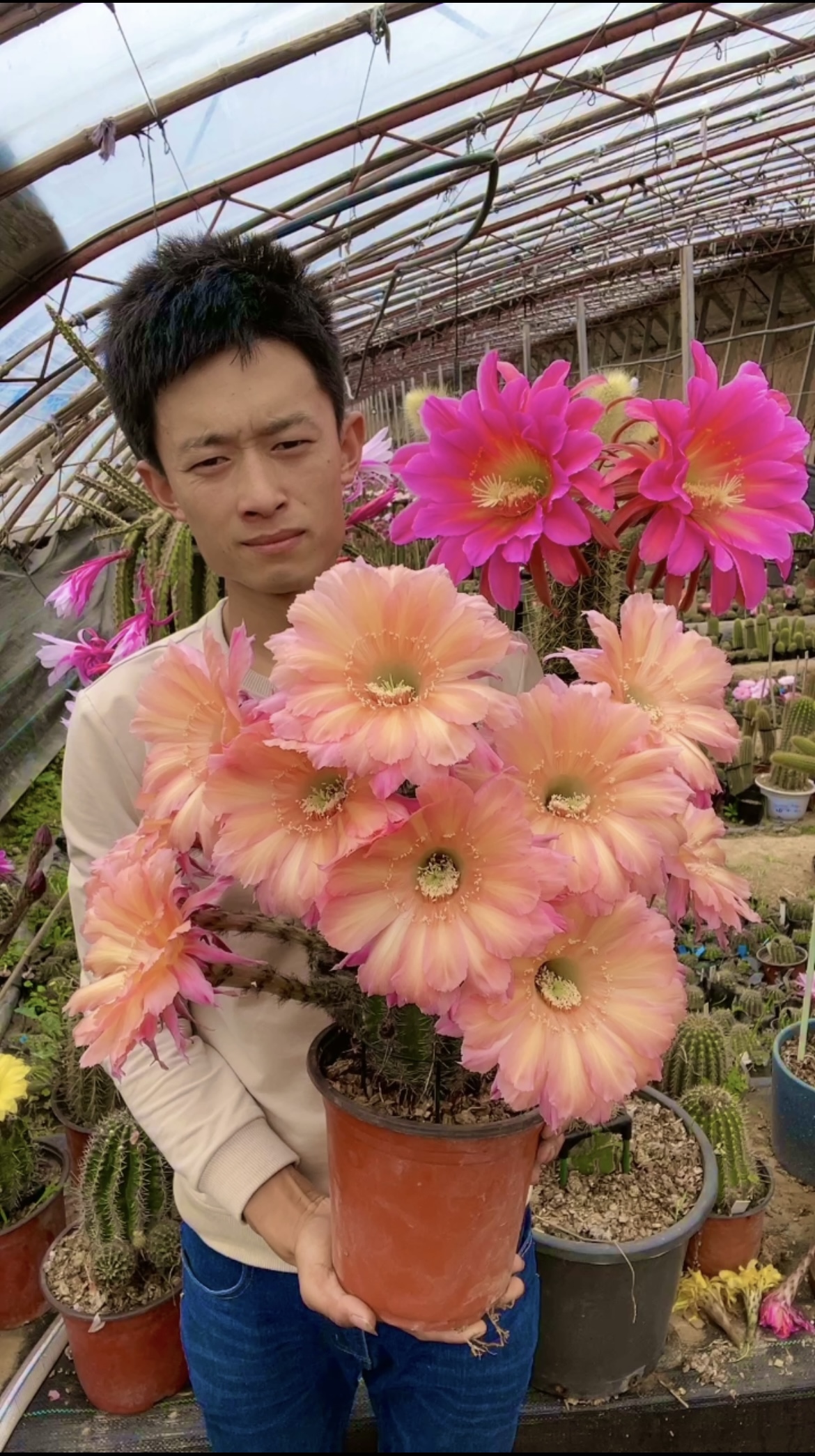 仙人球彩霞彩草毛花柱黄金妞丽花阳台庭院盆栽花卉稀奇植物多肉