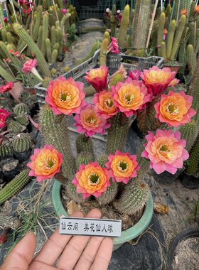 黄金妞 时光 仙云阁美花仙人球毛花柱丽花彩草席克氏阳台庭院多肉