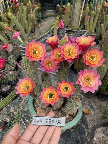 黄金妞 时光 仙云阁美花仙人球毛花柱丽花彩草席克氏阳台庭院多肉