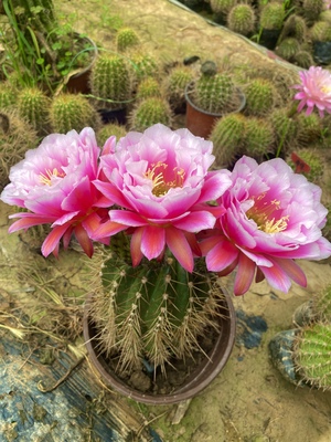 毛花柱仙女仙云阁美花仙人球